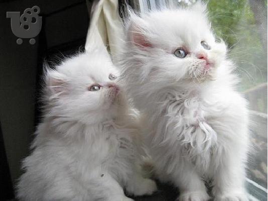 PoulaTo: Επικοινωνήστε μαζί μου μέσω Viber: ( +63-945-413-6749 ) Persian kittens